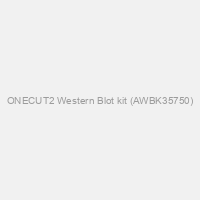 ONECUT2 Western Blot kit (AWBK35750)